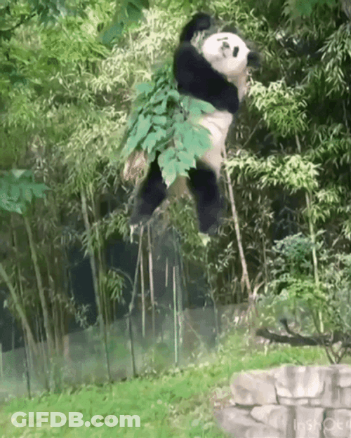 Funny Panda Hanging On Tree Branch GIF