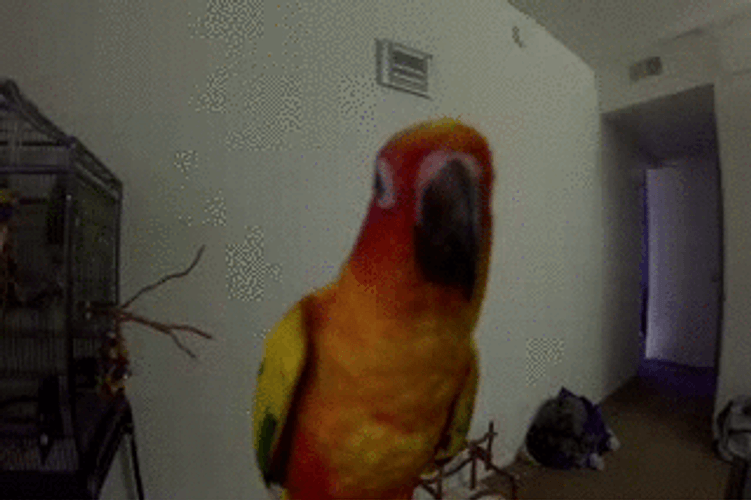 Funny Parrot Tongue GIF