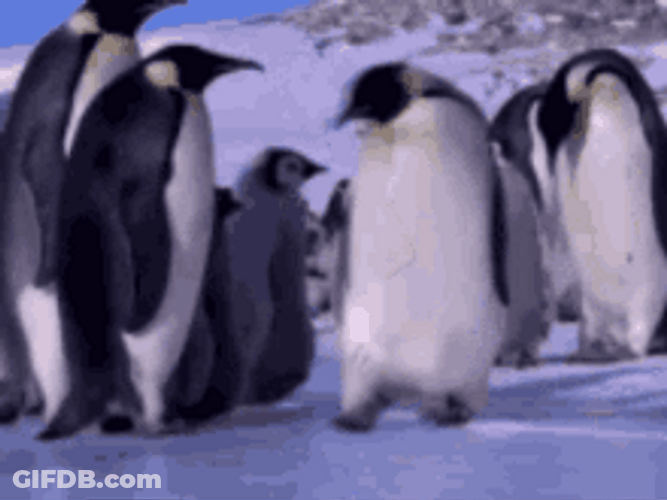 Funny Penguin Sliding On Ice GIF