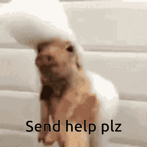 Funny Pig Need Help GIF