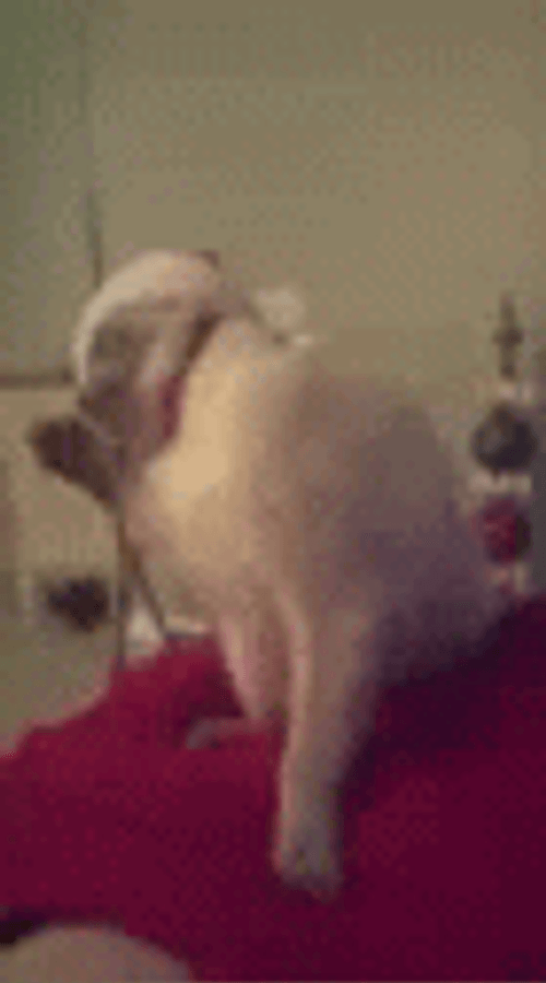 Funny Playful Cat Christmas GIF