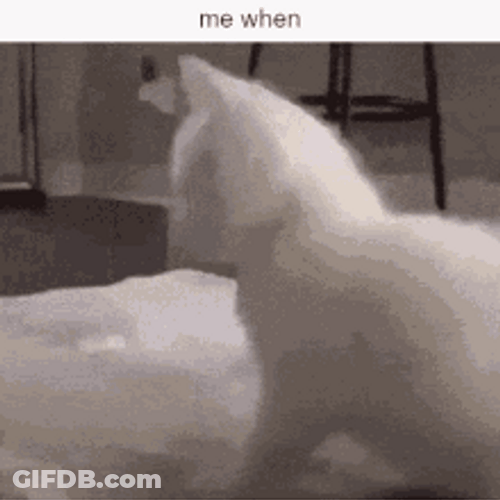 Funny Playful Cute Cat Wagging Tail GIF