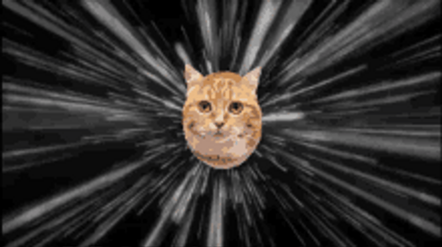 Funny Poker Face Lightning Speed Cat Run GIF
