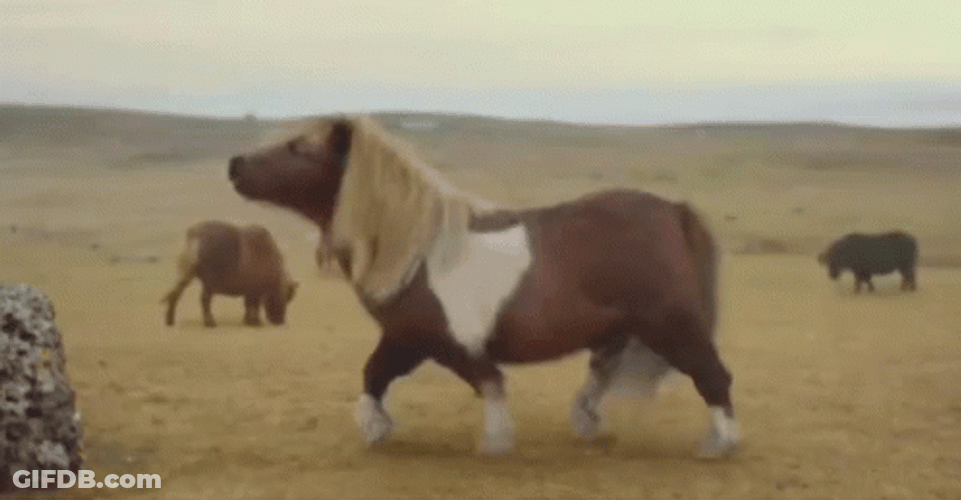 Funny Pony Doing Moonwalk GIF