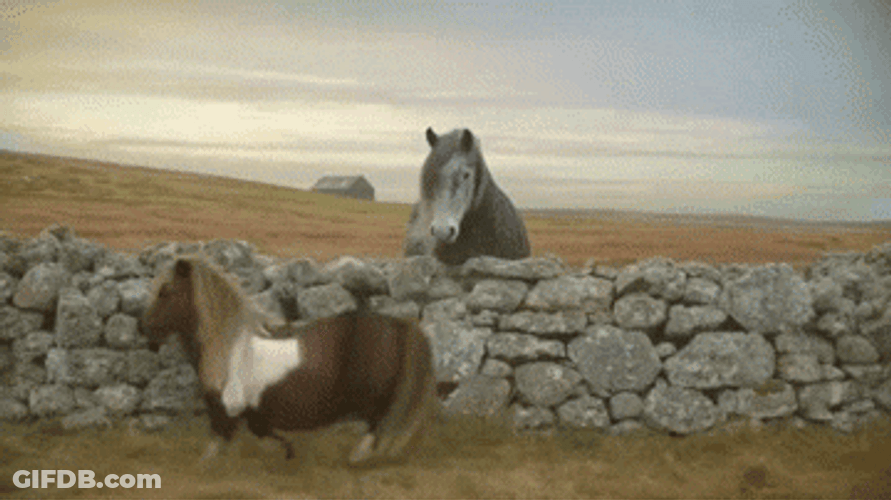 Funny Pony Moonwalk Dance GIF