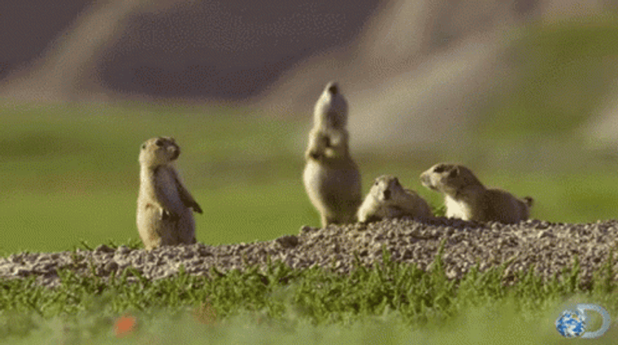 Funny Prairie Dog Acting Dead GIF