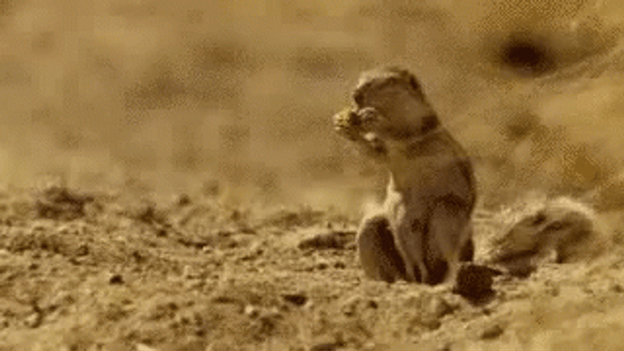 Funny Prairie Dog Dropping Food GIF