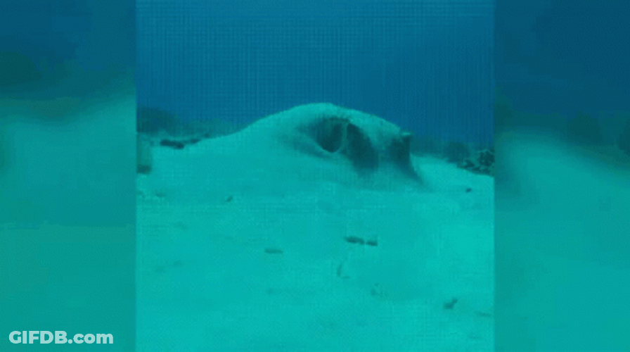 Funny Puffer Fish Swimming GIF