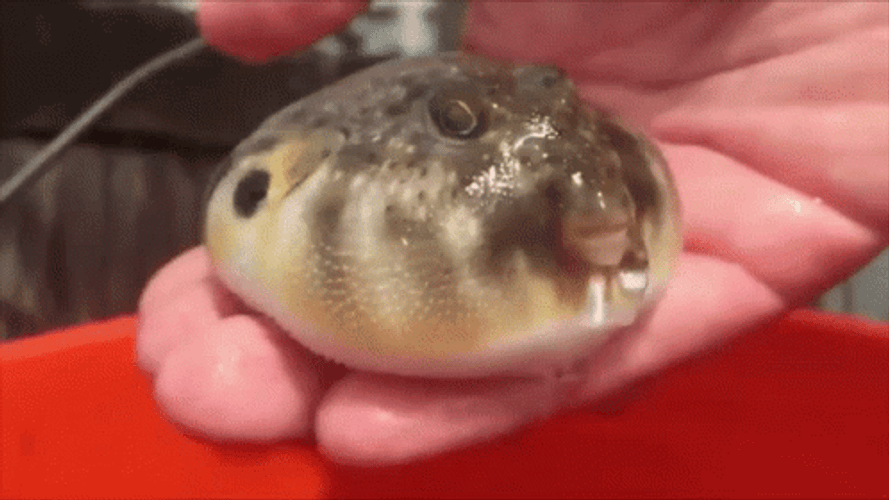 Funny Pufferfish Blow Up Water GIF