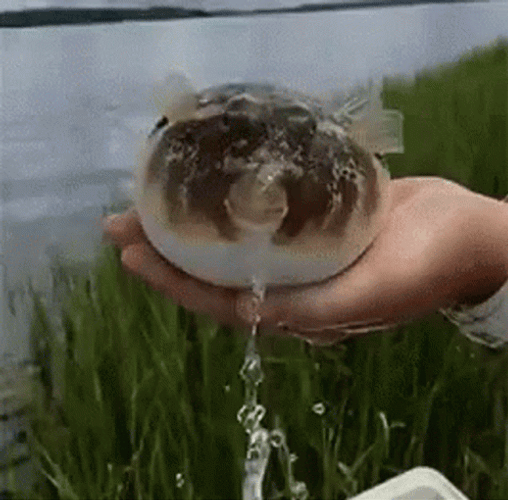 Funny Pufferfish Spitting Water GIF
