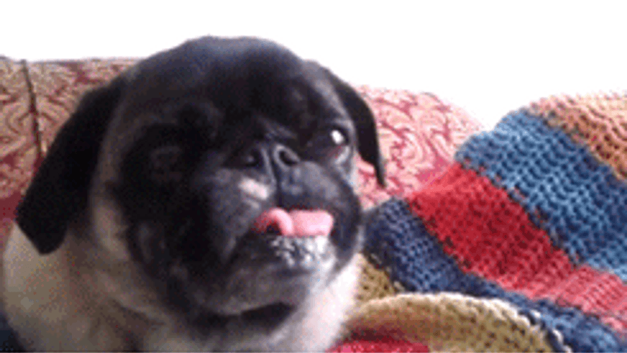 Funny Pug Licking Hard GIF