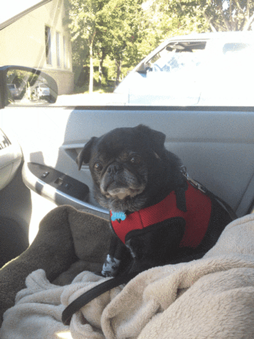 Funny Pug Staring Seriously GIF