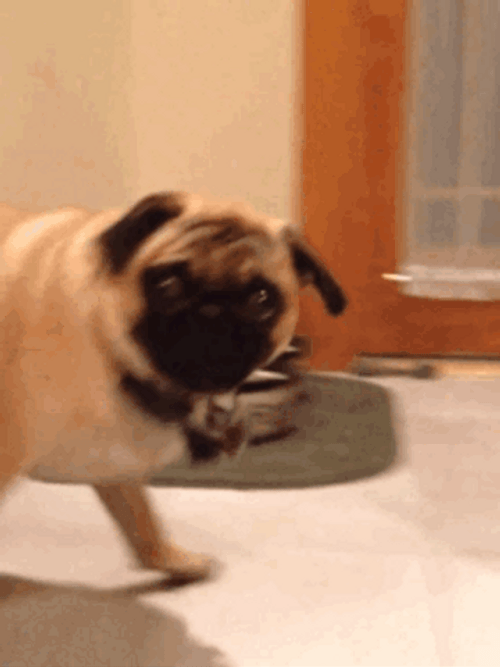 Funny Pug Suddenly Slamming GIF