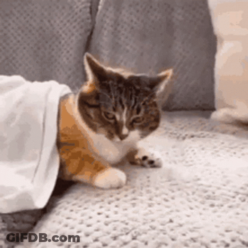 Funny Pulled Shocked Scared Cat GIF