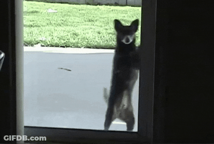 Funny Puppy Dancing Ickey Shuffle GIF