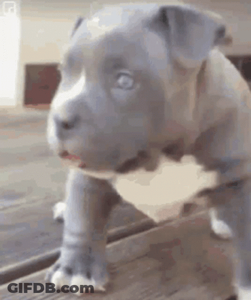 Funny Puppy Pitbull GIF