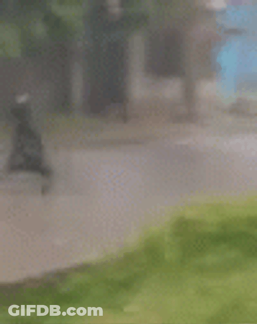 Funny Rain Happy Dog GIF