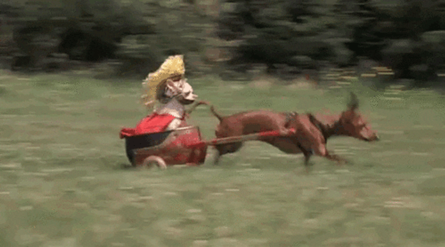 Funny Running Dog And His Toy GIF