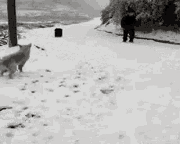 Funny Scared Dog Barking Fail GIF