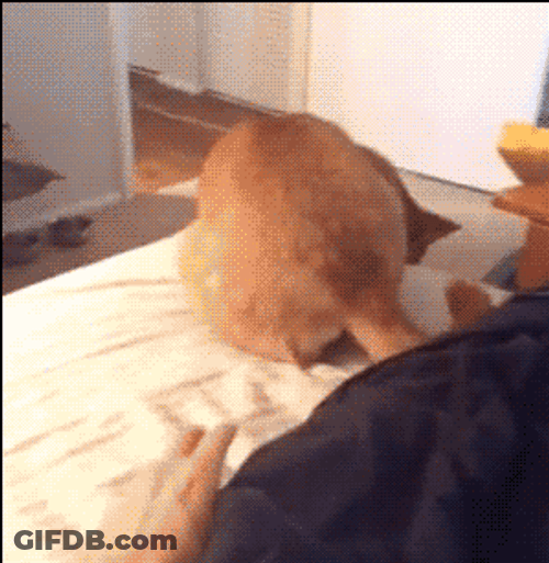 Funny Scared Dog Invisible GIF