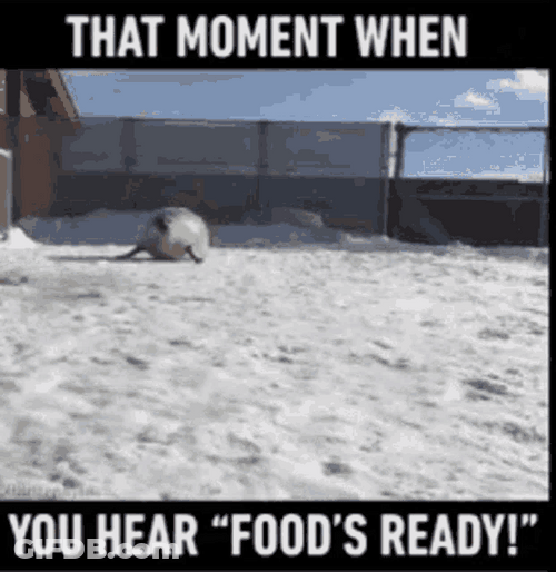 Funny Sea Lion Bounce GIF