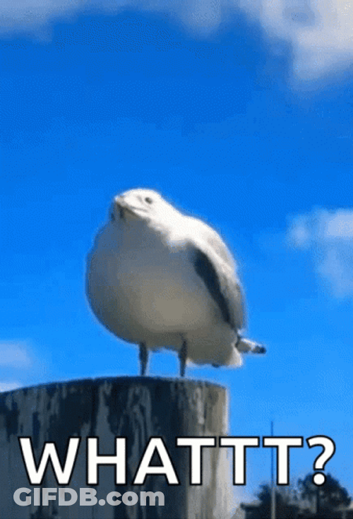 Funny Seagull Confused Saying What GIF