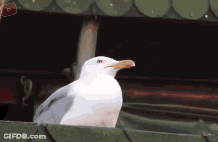 Funny Seagull Meme Power Up Scream GIF