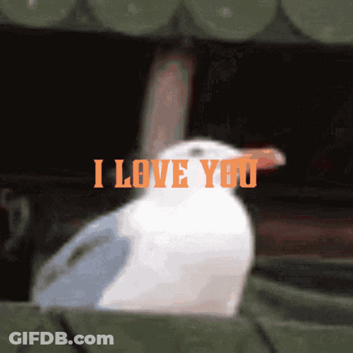 Funny Seagull Meme Screaming I Love You GIF