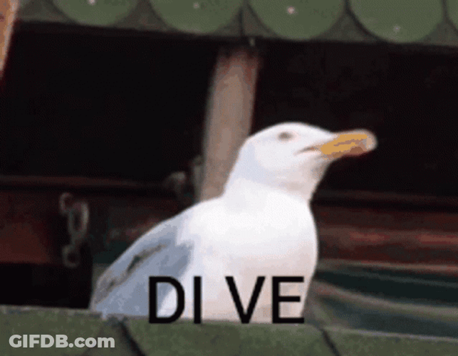 Funny Seagull Screaming Dive Right Now Meme GIF