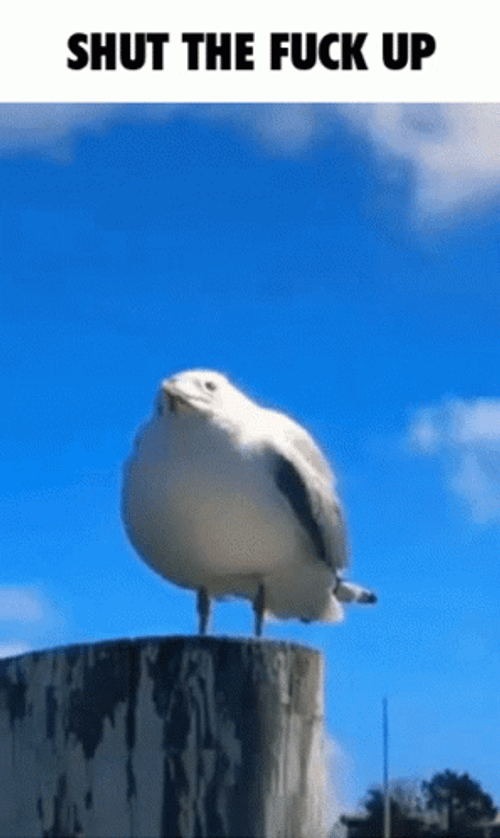 Funny Seagull Screaming Shut The Fuck Up Meme GIF