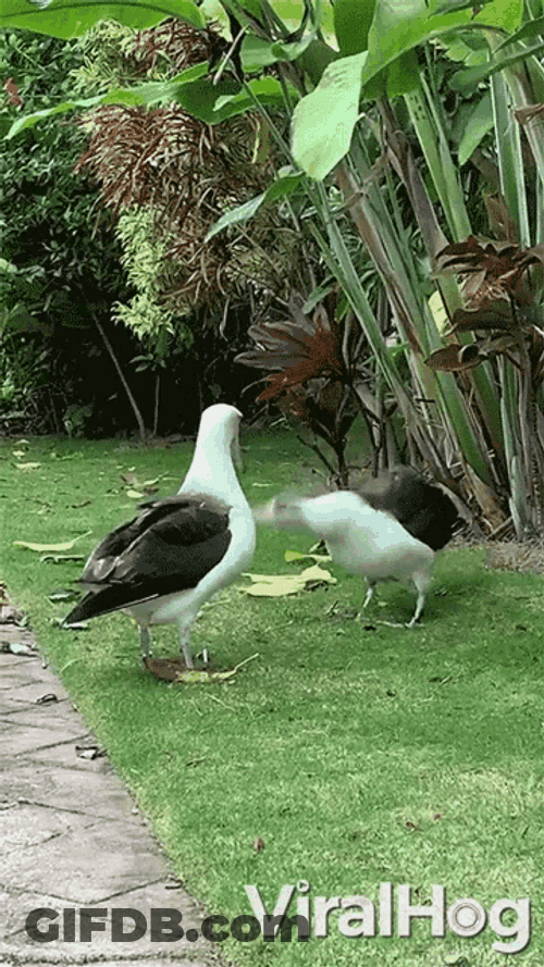 Funny Seagulls Shaking Head Face To Face GIF