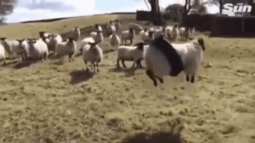 Funny Sheep Swinging GIF