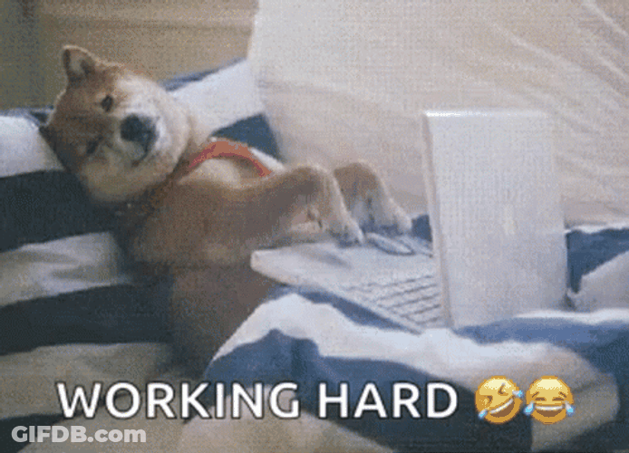 Funny Shiba Inu Working Hard GIF