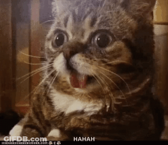 Funny Shocked Cats Faces GIF