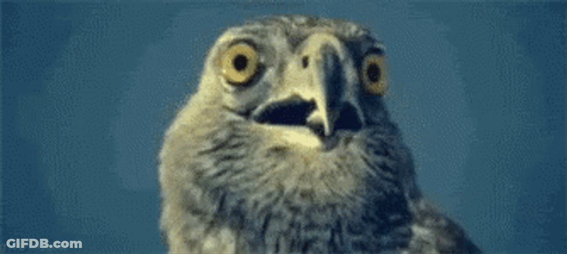 Funny Shocked Hawk GIF