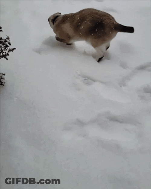 Funny Siamese Cat Snow Ball GIF