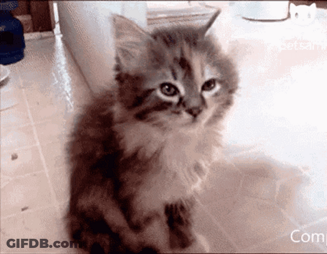 Funny Sleepy Cat Falling Down GIF