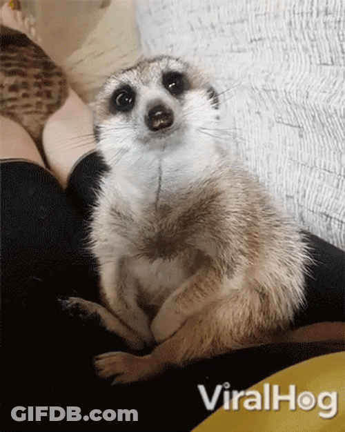 Funny Sluggish Meerkat Falling Asleep GIF