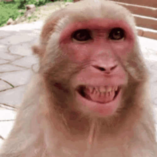 Funny Smile Cute Laughing Monkey GIF