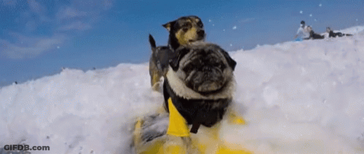 Funny Snow Dog Skii GIF