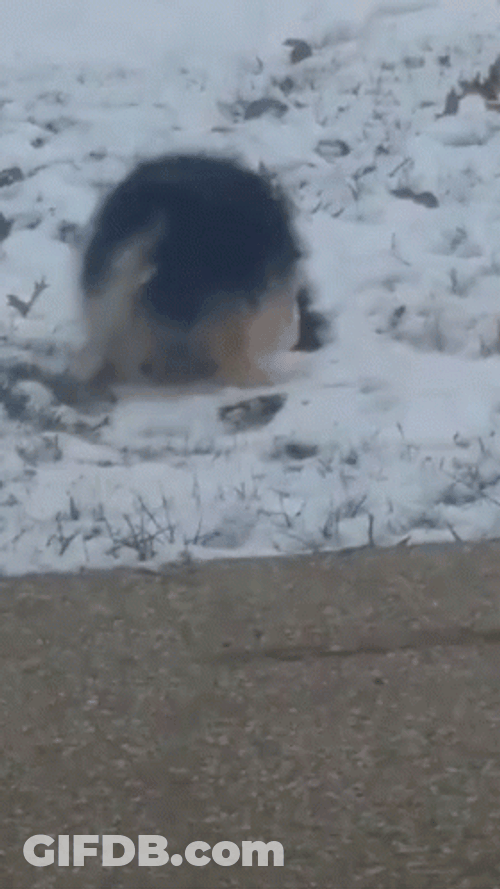 Funny Snow Dog Wagging GIF