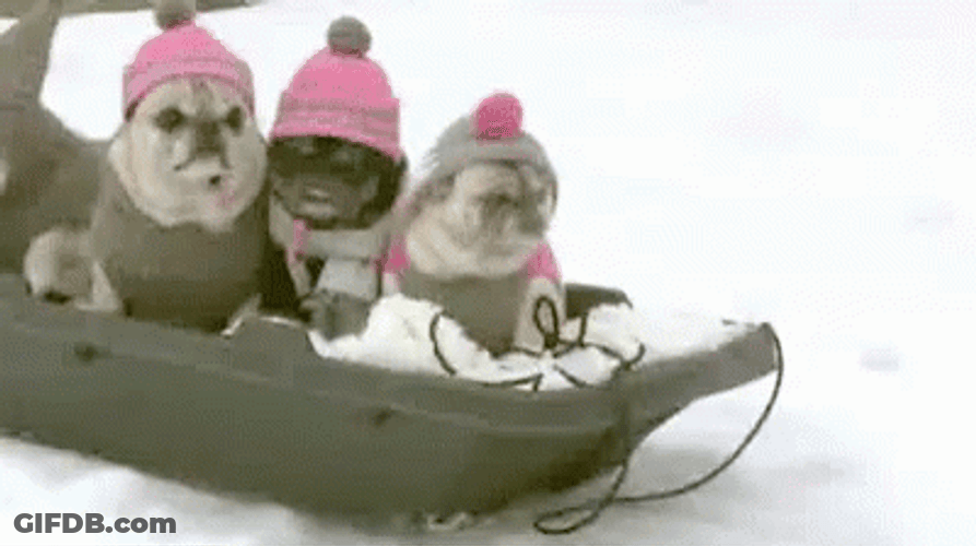 Funny Snow Group Of Pug GIF