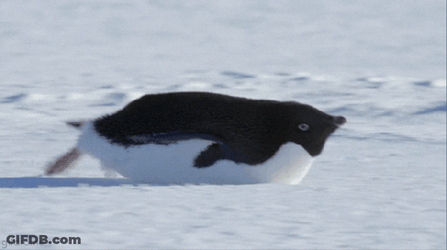Funny Snow Penguin Slide GIF