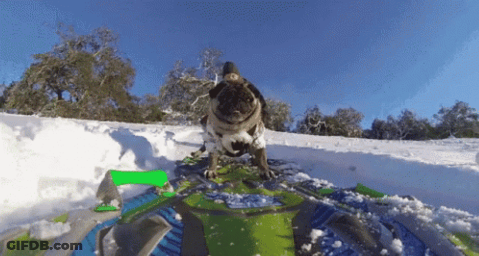 Funny Snow Pug Sliding GIF