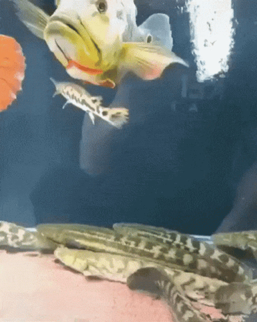 Funny Spinning Bait Frantic Fish GIF
