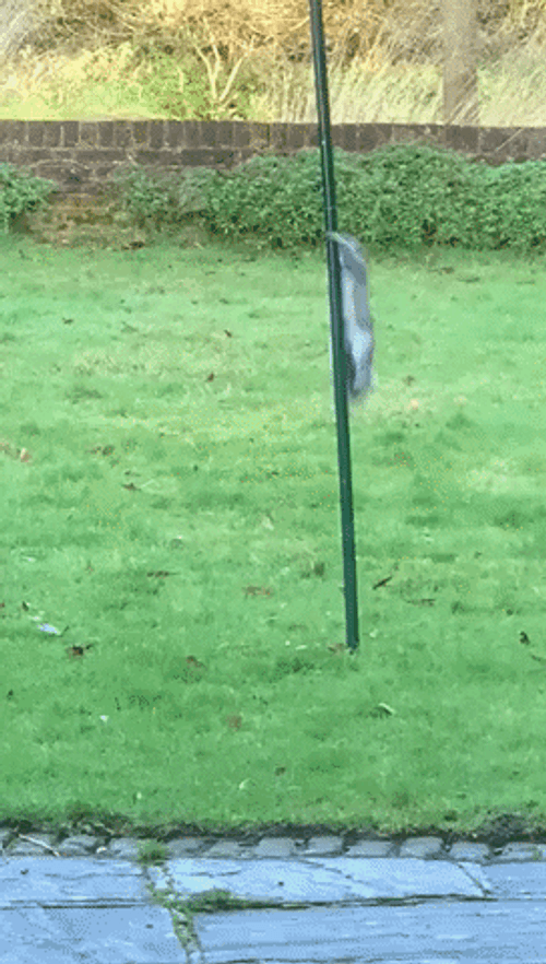 Funny Squirrel Climbing Pole GIF