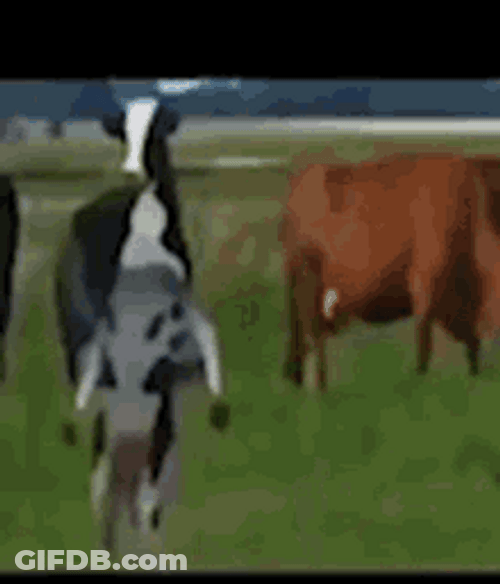 Funny Standing And Dancing Cow GIF