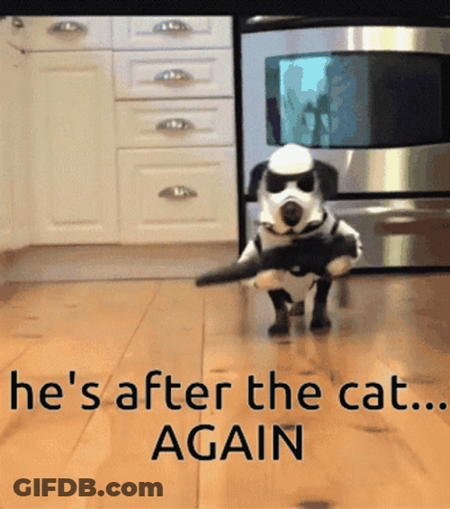Funny Star Wars Dog Cat GIF