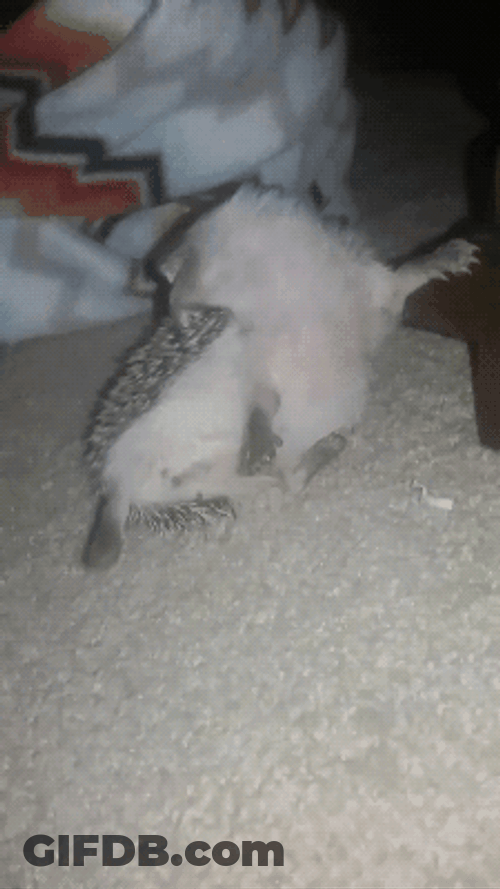 Funny Stretched Hedgehog GIF