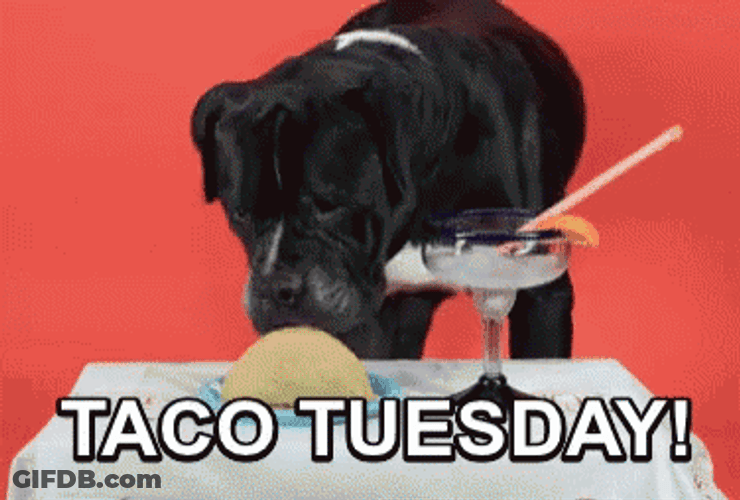 Funny Taco Tuesday Cane Corso Eating GIF